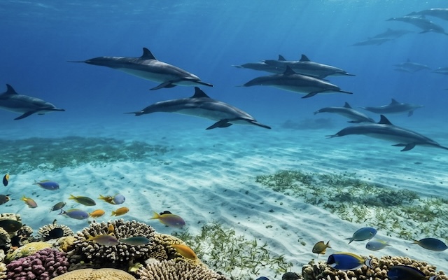Ocean